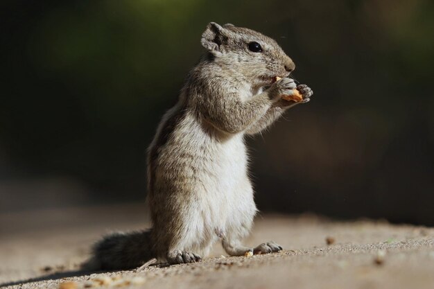 El primer plano de una adorable ardilla listada parada en la superficie de piedra y masticando comida en el parque