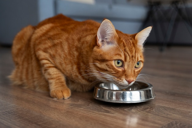 Foto un primer plano de la adorable comida de mascotas