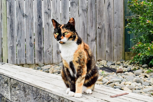 Primer plano de un adorable gato calico al aire libre durante el día