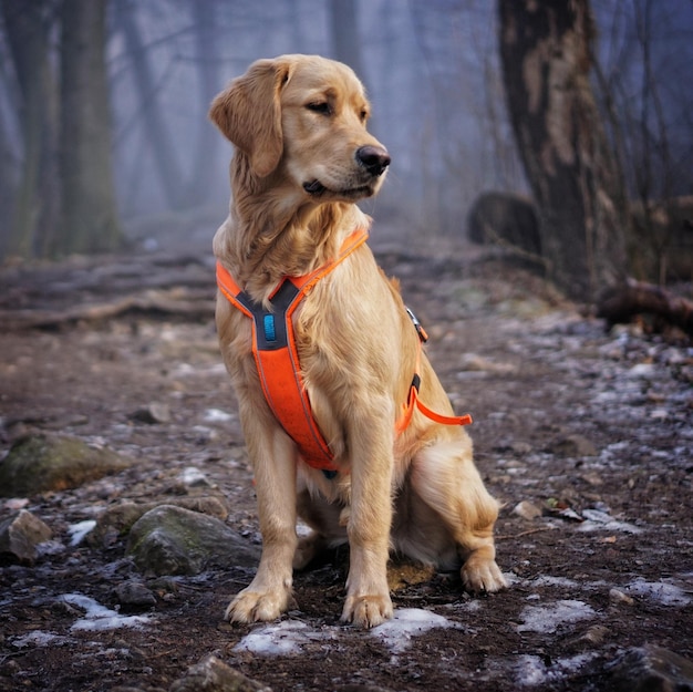 Primer plano de un adorable golden retriever en un bosque durante el día