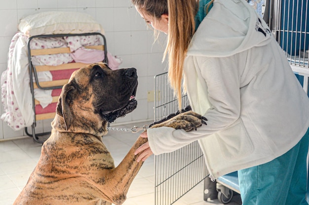 Primer plano de un adorable perro leal y un médico en la clínica veterinaria