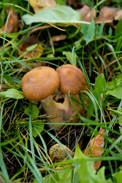 Primer plano de agáricos de miel de setas de otoño en la hierba verde.