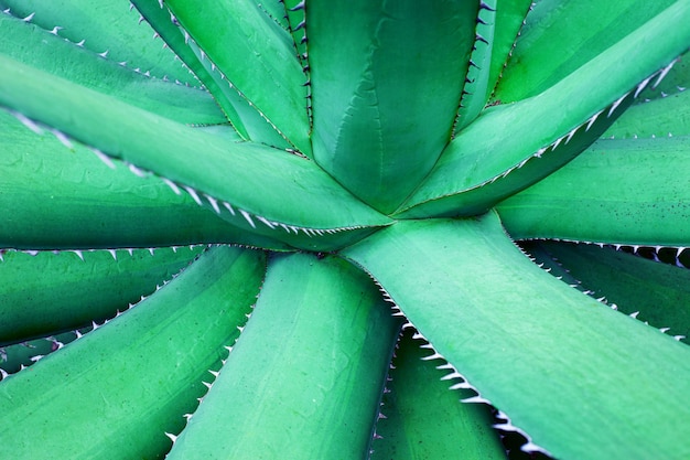 Foto primer plano agave cactus fondo verde natural