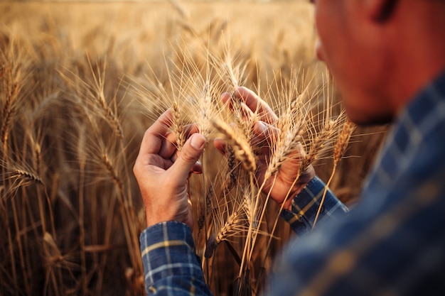 Primer plano del agricultor comprobando la calidad de la nueva cosecha en el campo de trigo.