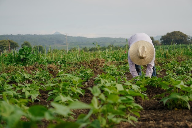 Un primer plano de un agricultor hispano en su plantación en México