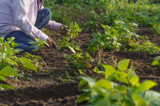 Un primer plano de un agricultor hispano trabajando en su plantación en México