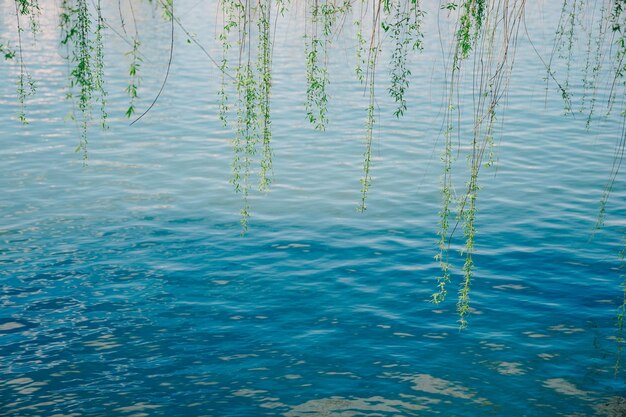 Primer plano del agua en el lago