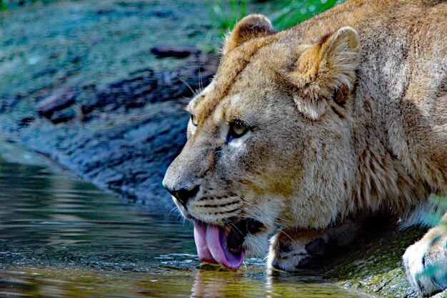 Foto primer plano del agua potable para gatos