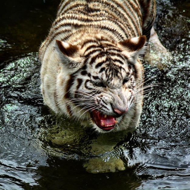 Foto primer plano del agua potable del tigre