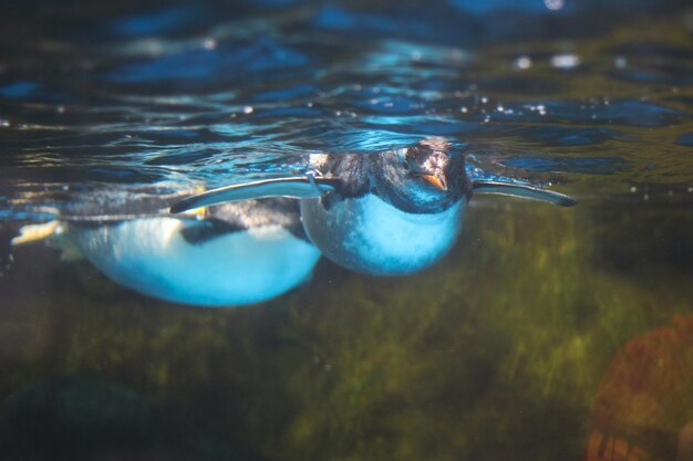 Foto primer plano del agua