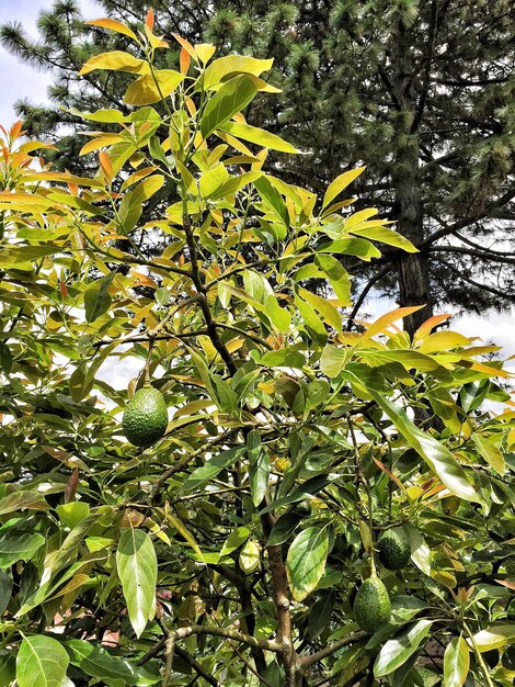 Foto primer plano de un aguacate en el árbol