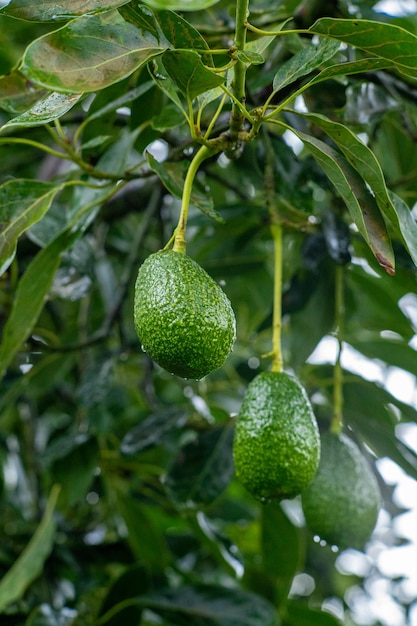 Foto primer plano de aguacates colgando de un árbol durante el día