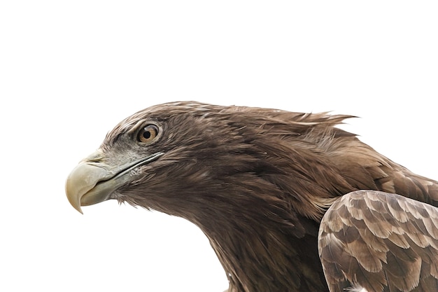 Primer plano de águila aislado en un fondo blanco. Foto de alta calidad