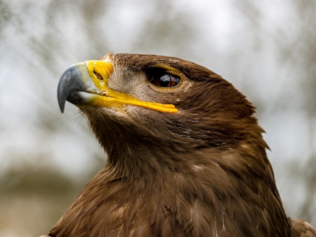Primer plano de un águila al aire libre