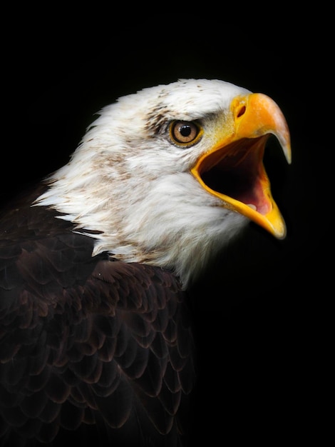 Foto primer plano de un águila calva contra un fondo negro