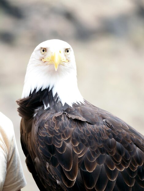 Foto primer plano del águila calva