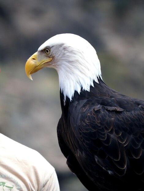 Foto primer plano del águila calva