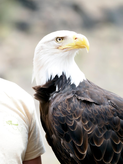 Foto primer plano del águila calva