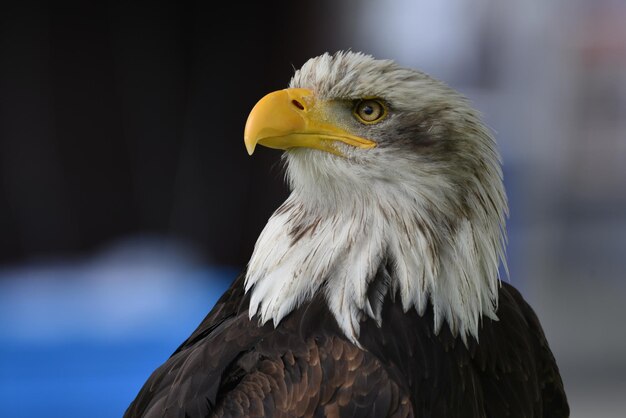 Foto un primer plano de la águila frente a un fondo borroso