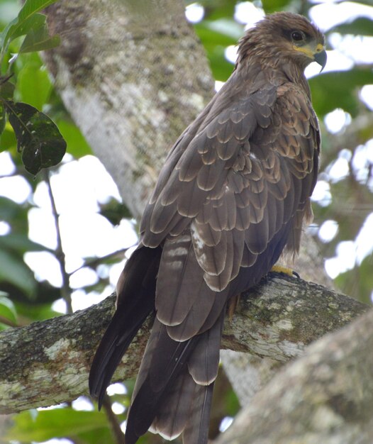 Foto primer plano de un águila posada en una rama