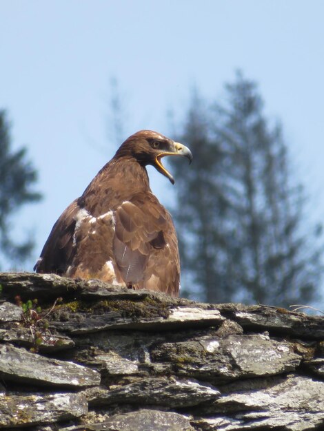 Foto primer plano de un águila posada en una roca