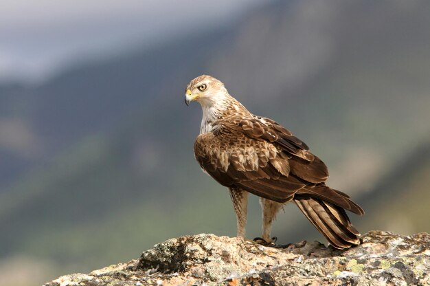 Primer plano de un águila posada en una roca