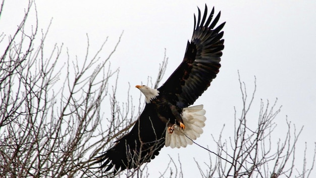 Foto primer plano de un águila volando contra un cielo despejado