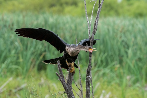 Foto primer plano de un águila volando contra la hierba