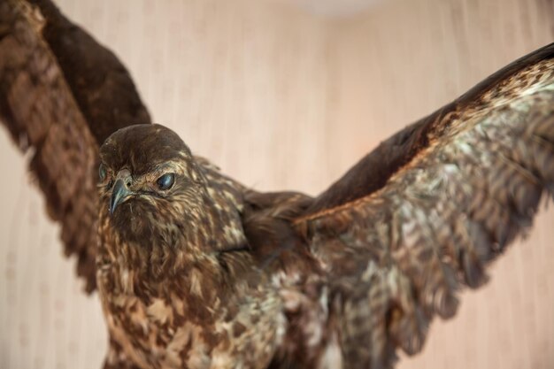 Foto primer plano del águila