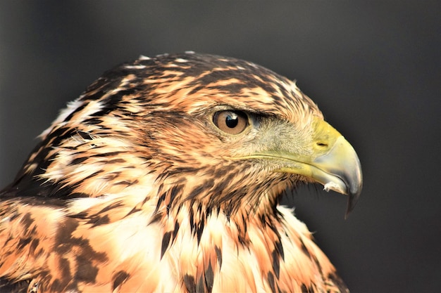 Primer plano del águila