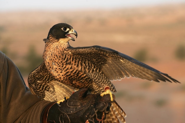 Foto un primer plano del águila