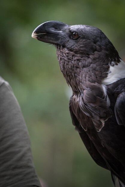 Foto primer plano del águila