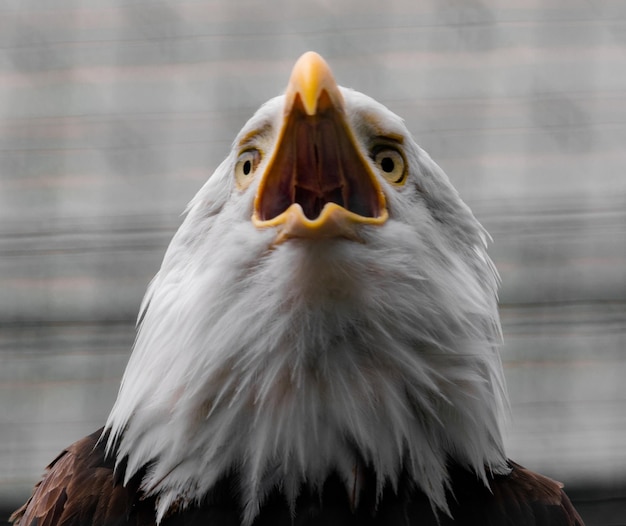 Foto primer plano del águila