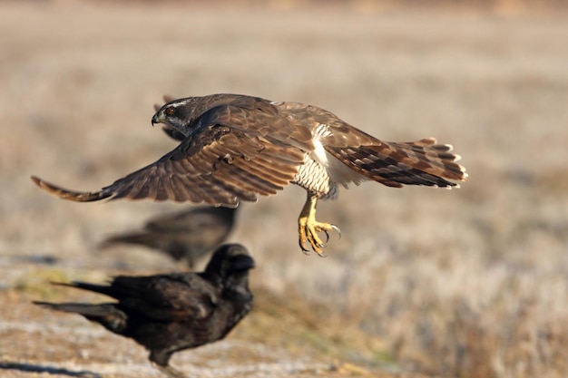 Foto primer plano del águila