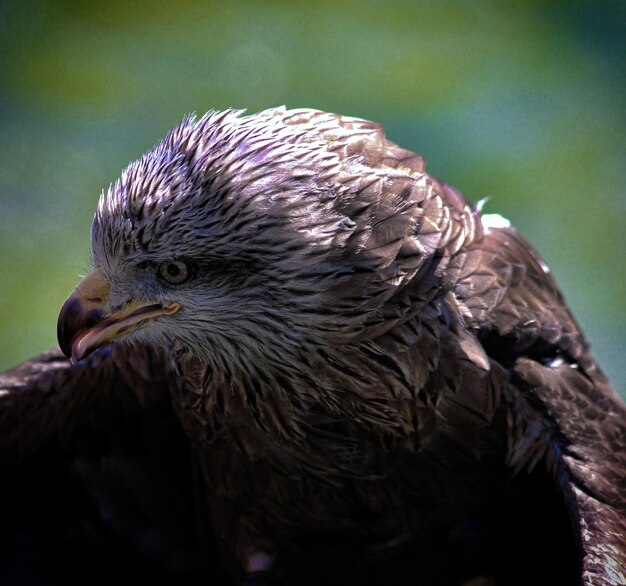 Foto primer plano del águila