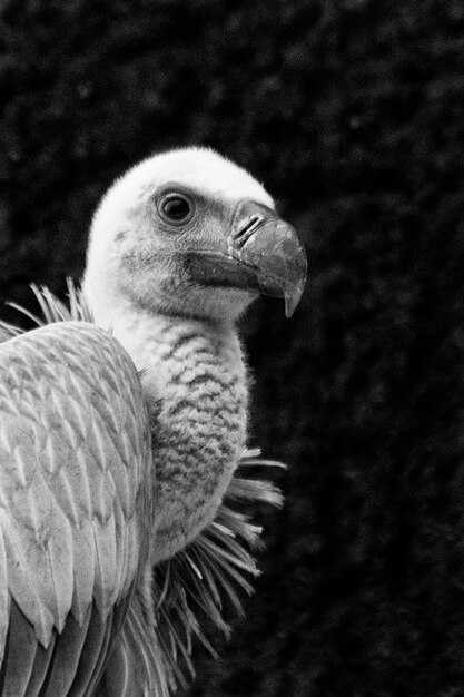 Foto primer plano del águila