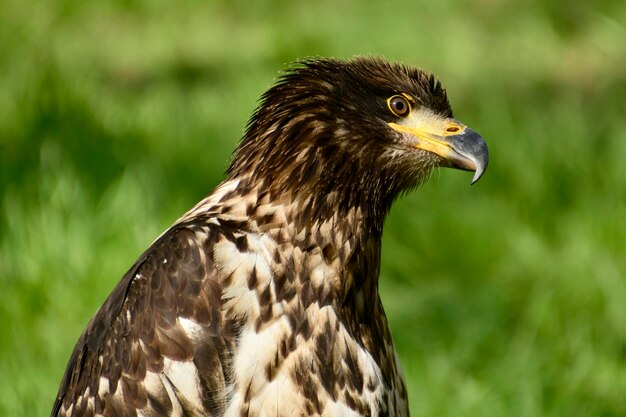 Foto primer plano del águila