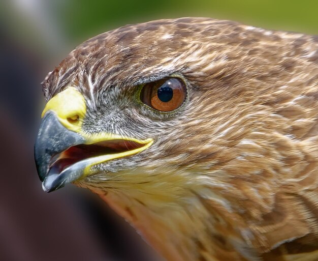 Primer plano del águila