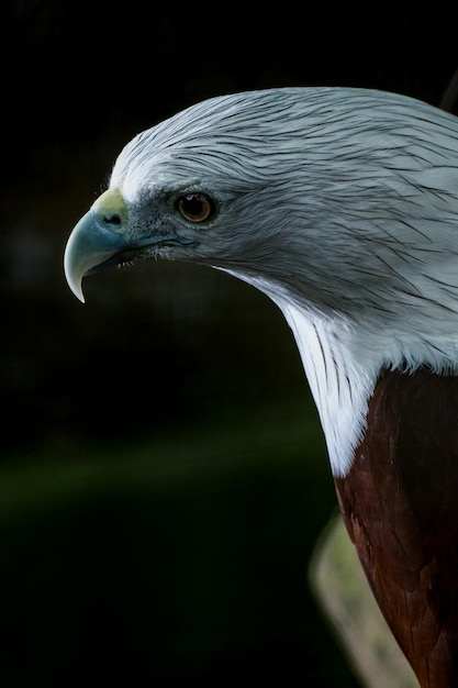 Foto un primer plano del águila