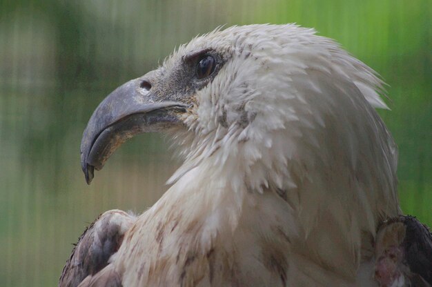 Primer plano del águila