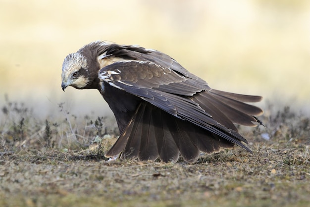 Primer plano de un aguilucho lagunero occidental en el suelo listo para volar bajo la luz del sol durante el día