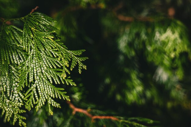 Primer plano de agujas de thuja plicata verde Rama de cedro rojo occidental