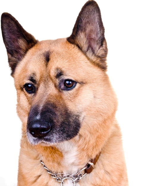 Primer plano de un akita contra un fondo blanco