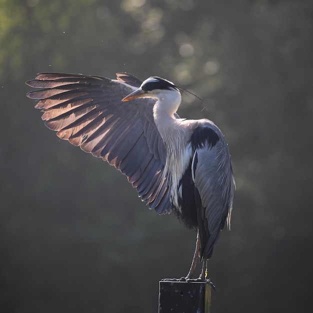Primer plano de un ala de un pájaro