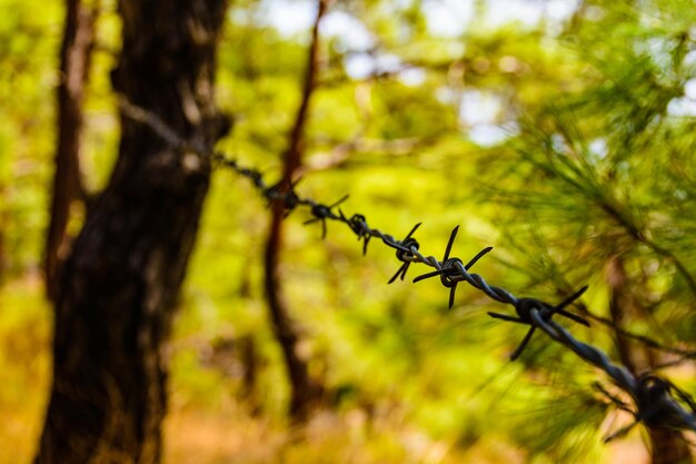 Primer plano del alambre de púas en el bosque