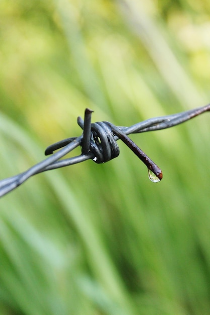 Foto primer plano del alambre de púas en la planta