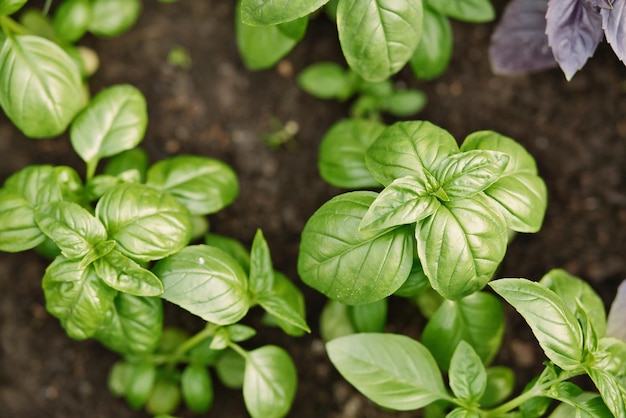 Primer plano de albahaca fresca joven en el suelo Ocimum basilicum en el jardín