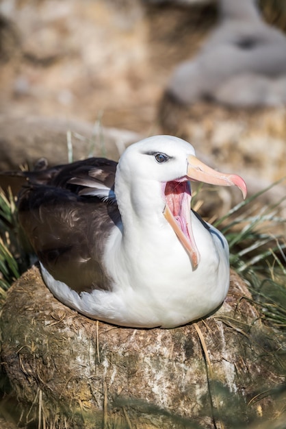 Foto un primer plano de un albatros bostezando en una roca