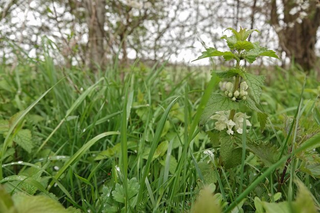 Foto un primer plano de un álbum de lamium de nettle blanco en flor en un prado