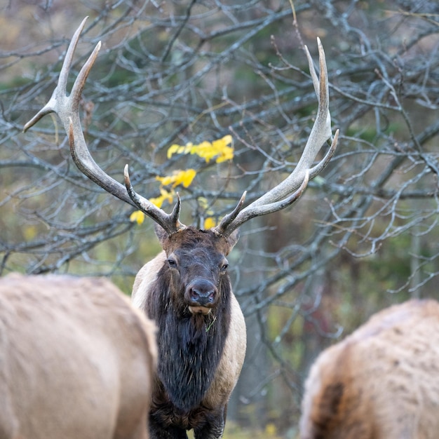 Primer plano de alces rodeados de árboles desnudos en un campo en otoño